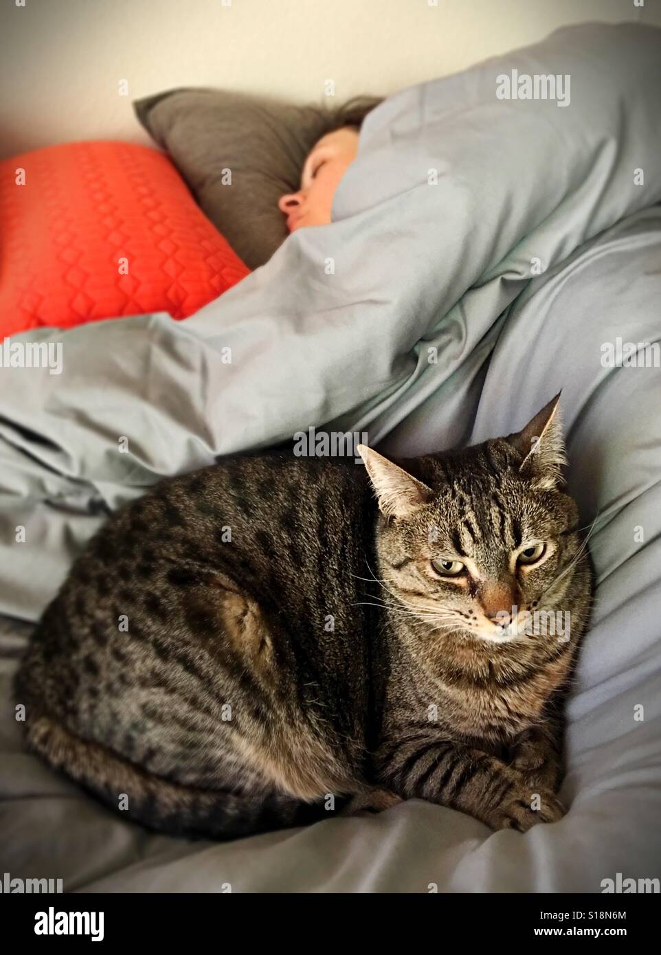 A cat curled up next to a sleeping woman. Stock Photo
