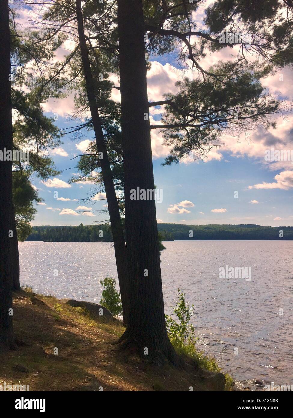 Shady At Shore Under Tree Canopy By Lake Portrait Stock Photo Alamy