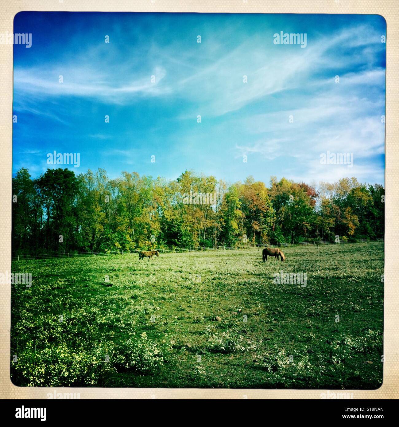 Icelandic horses graze on autumn pasture in Mendon, New York - Smartphone Captured Stock Image