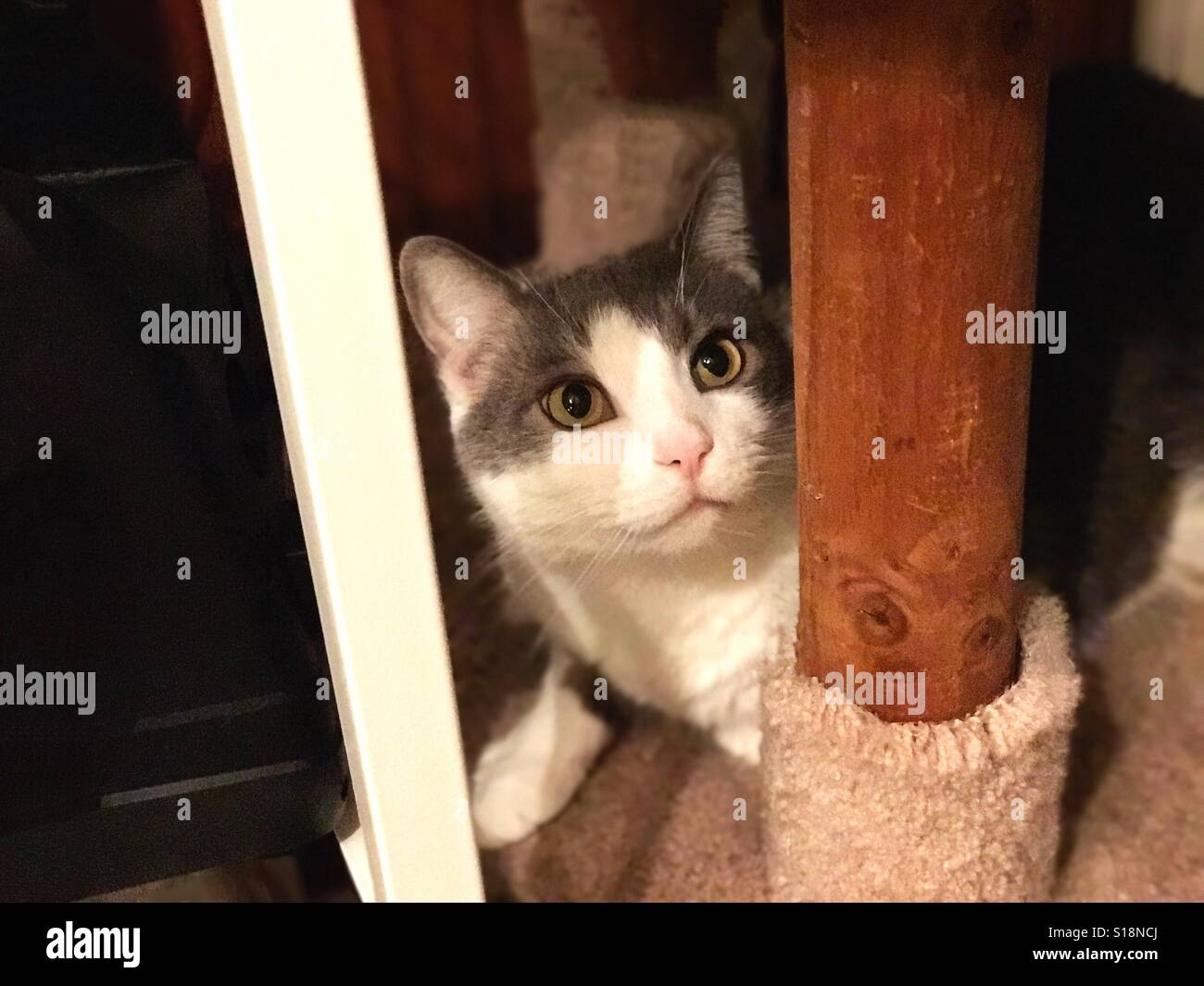 Beautiful domestic shorthair cat Tuxedo tabby mix Stock Photo Alamy