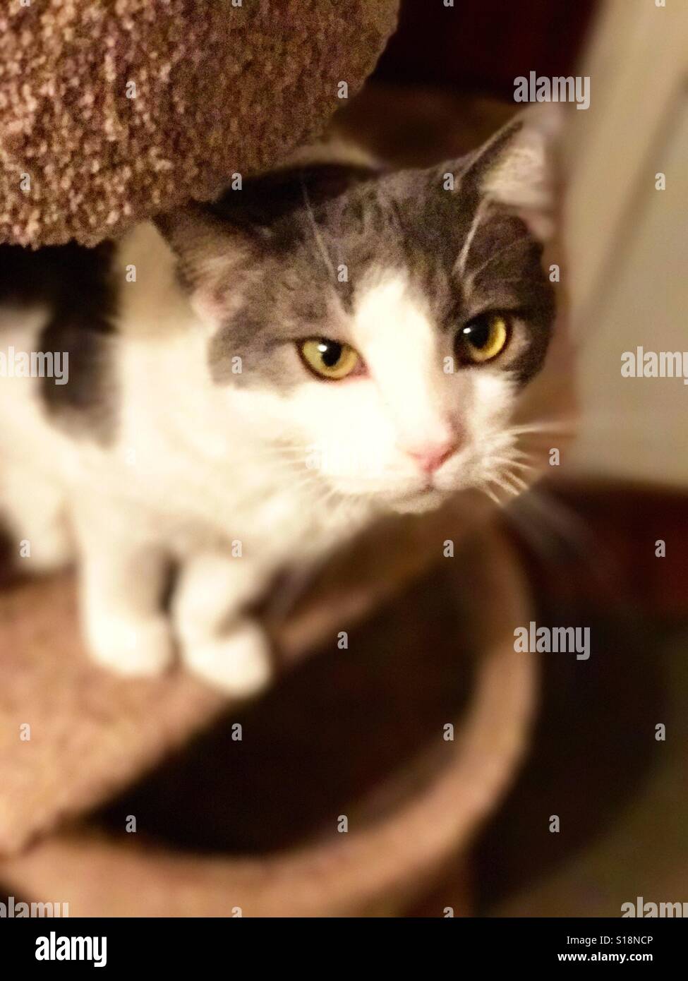 Beautiful domestic shorthair cat Tuxedo tabby mix Stock Photo Alamy