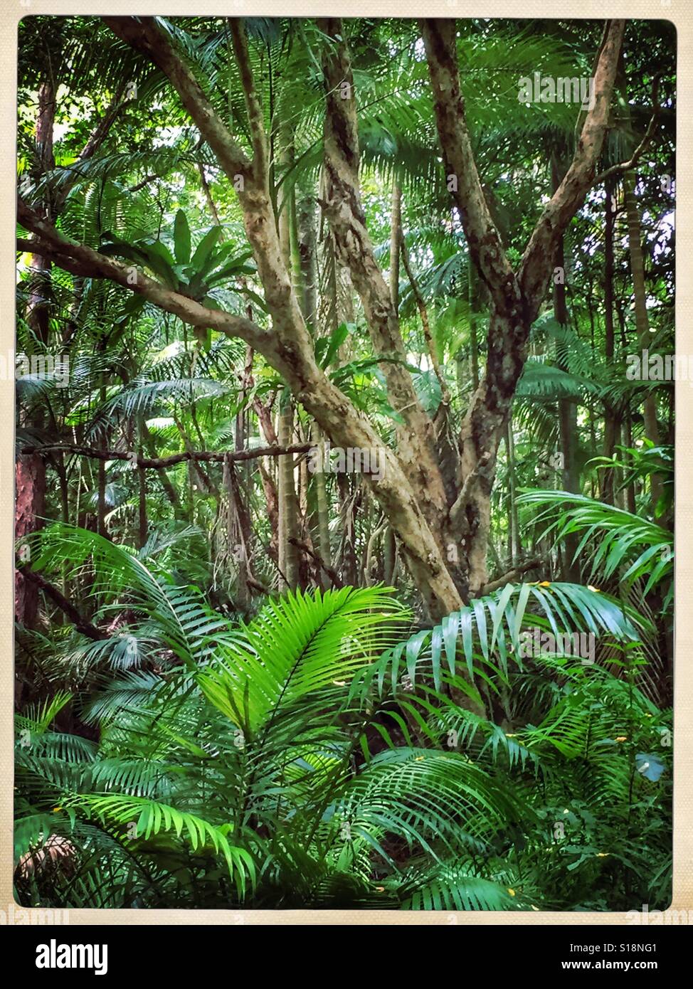 Deep in the jungle hi-res stock photography and images - Alamy