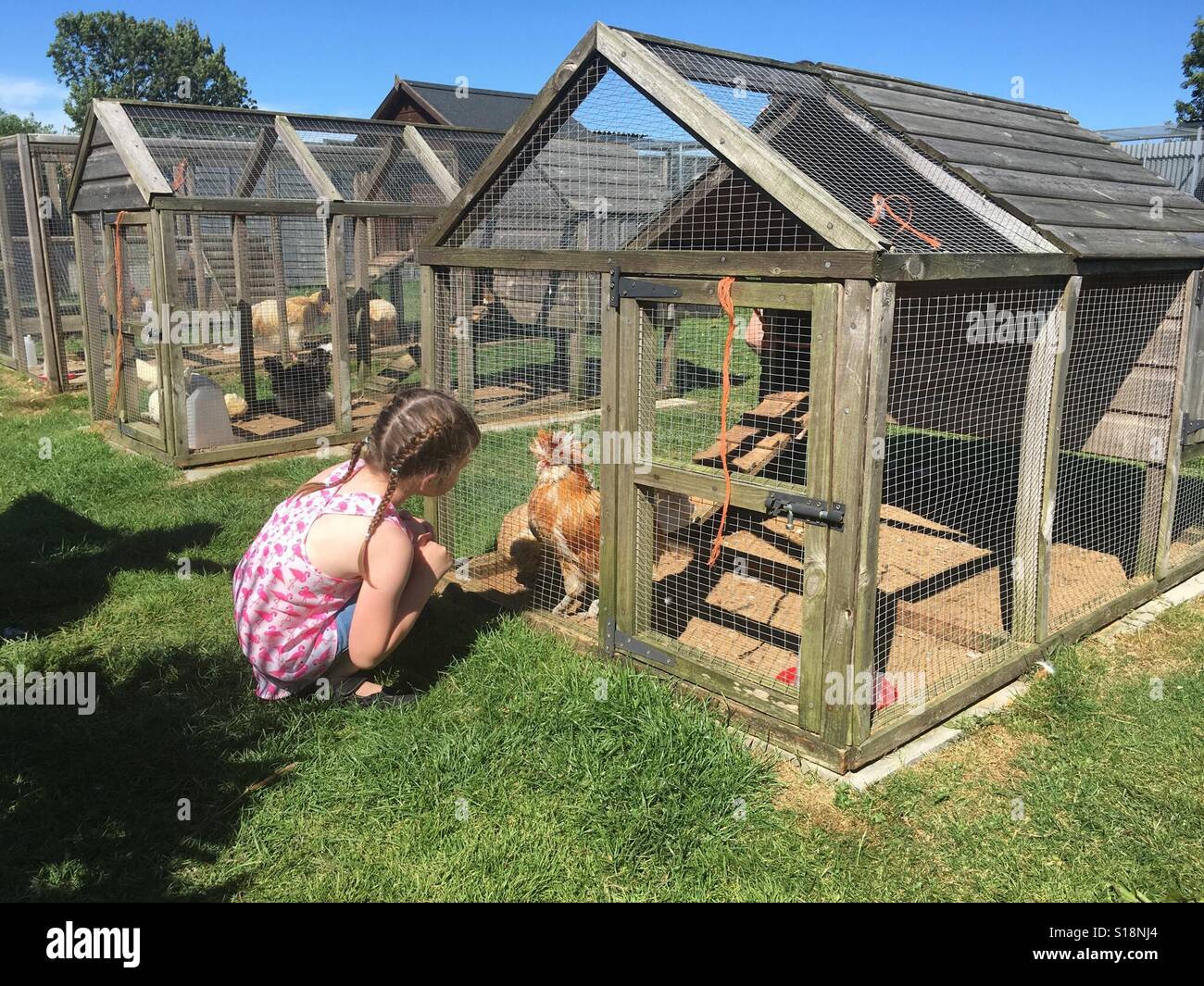 By the chicken pens hires stock photography and images Alamy