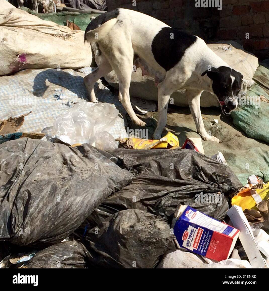 Dog at the rubbish tip Stock Photo
