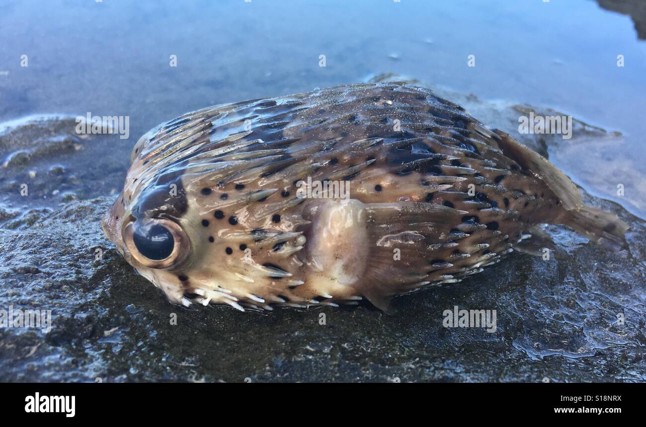 Puffer fish washed up on Costa Rica beach following hurricane Otto Stock Photo