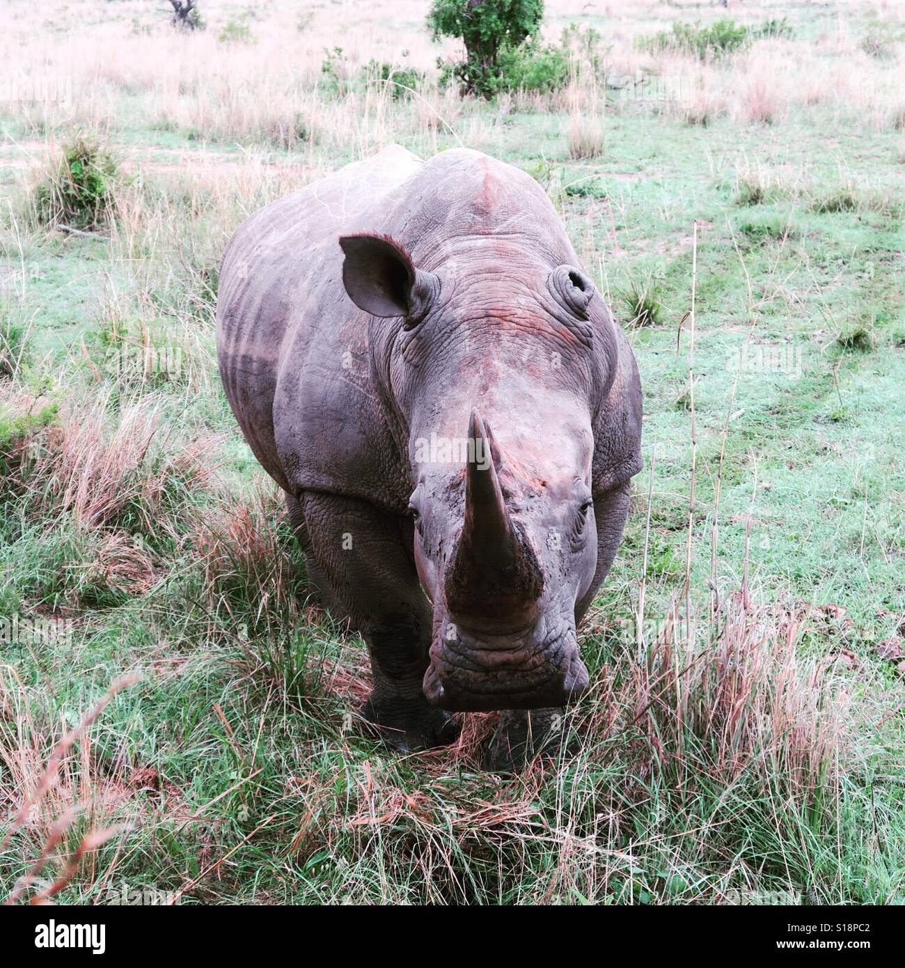 A male white rhino approaching. Stock Photo