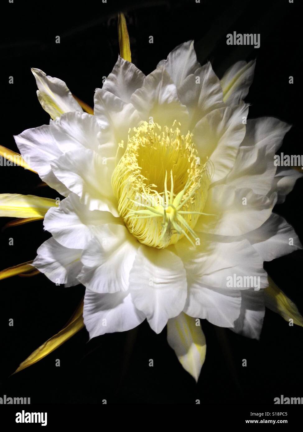 Dragon fruit flower hi-res stock photography and images - Alamy