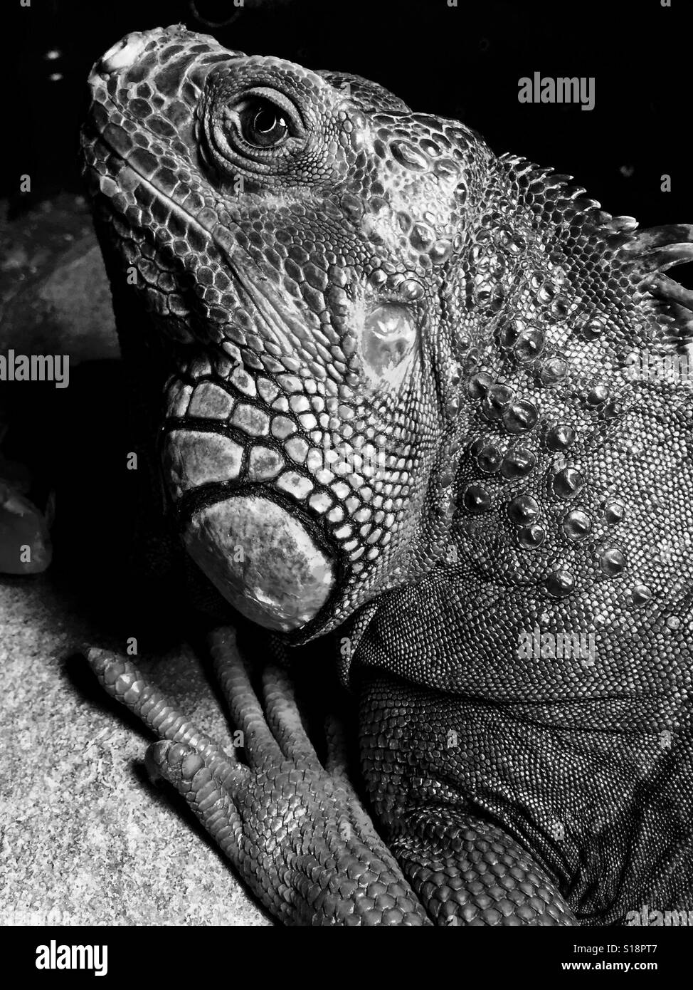 Iguana in black and white - Smartphone Captured Stock Image