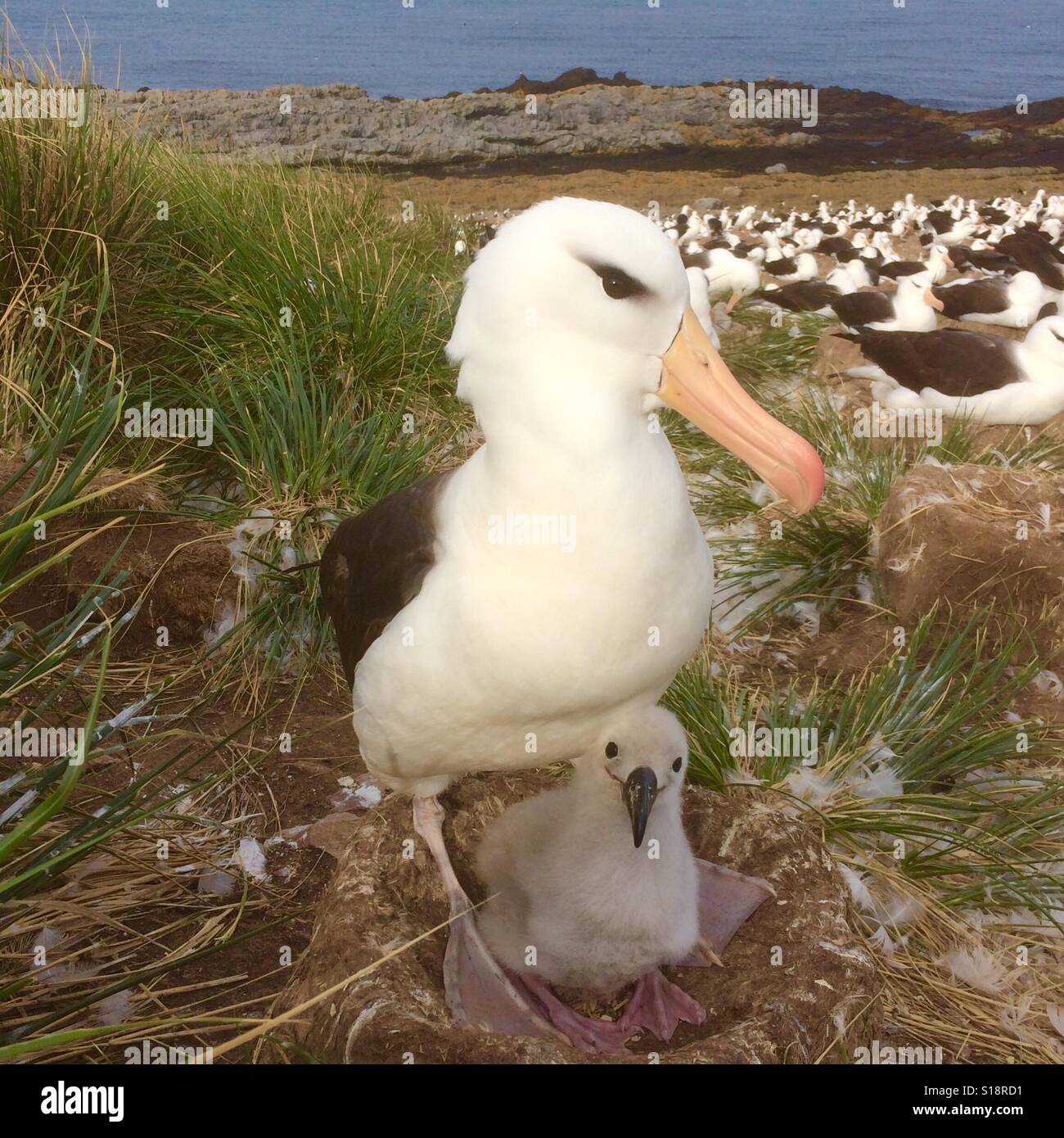 Black-browned Albatross with chick, Falkland Islands Stock Photo