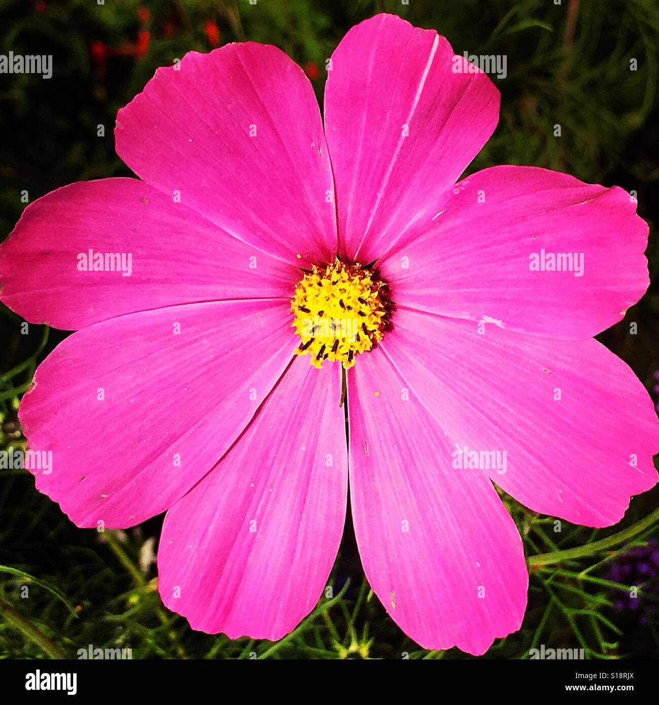 Pink cosmos flower close up. Mobile phone photo with some phone or tablet post processing. - Smartphone Captured Stock Image