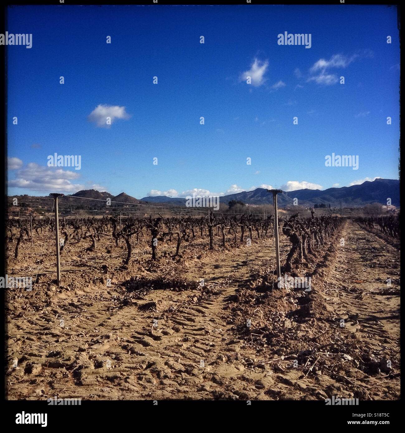 View of a Macabeo (white grape) vineyard on a winter's day, Ascó, Catalonia, Spain. - Smartphone Captured Stock Image