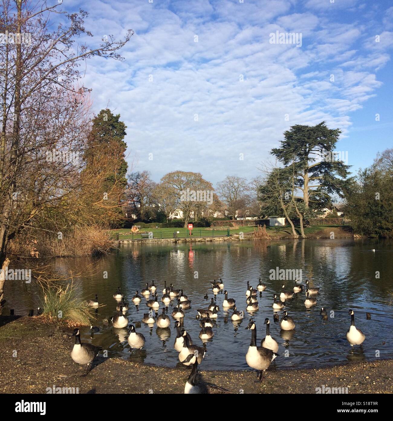 Potters bar hires stock photography and images Alamy