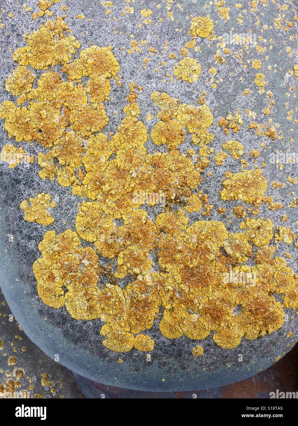 Yellow lichens encrusting beach stone, Falkland Islands Stock Photo