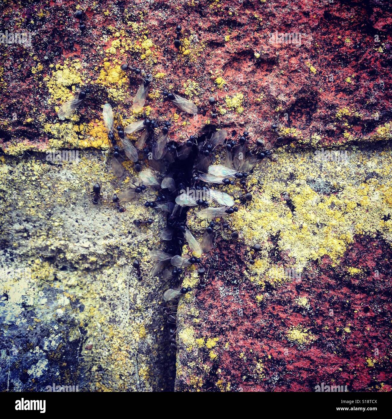 Flying ants nest hires stock photography and images Alamy