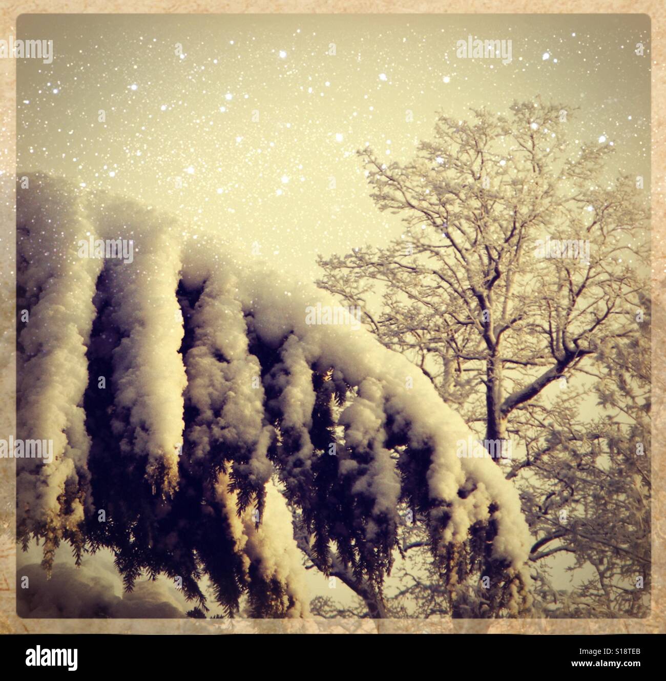 Tree in winter. - Smartphone Captured Stock Image