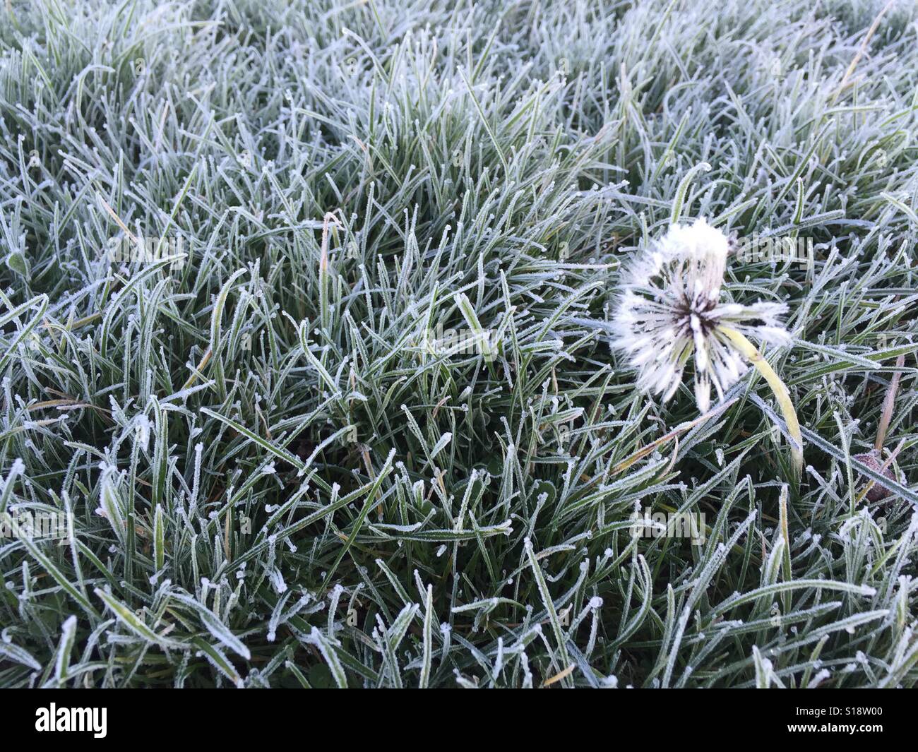 Dandelion seed head in frosty grass. U.K. Winter 2015 Stock Photo