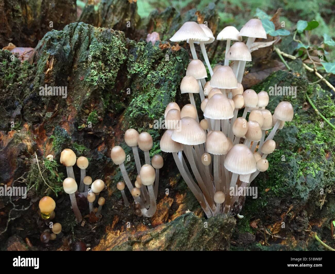 Common bonnet mushrooms growing on a mossy rotten log in New Forest National Park, Dorset. U.K. Stock Photo