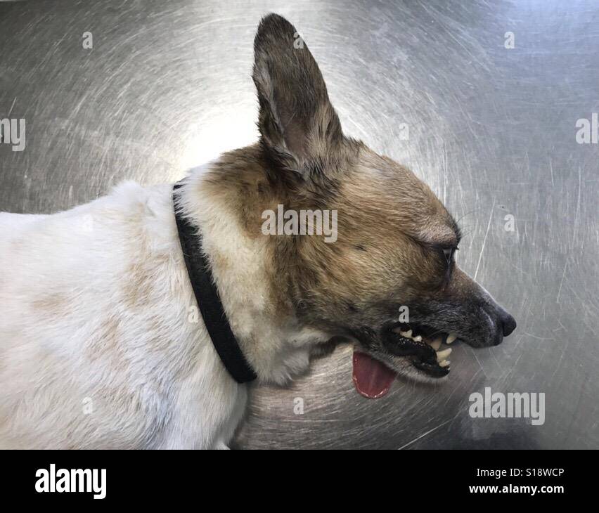 dog under anesthesia in veterinary office Stock Photo Alamy