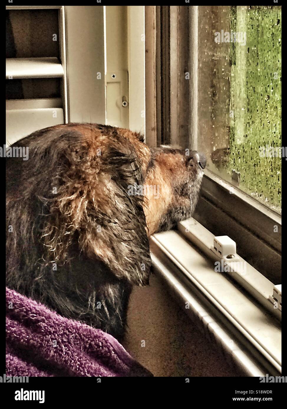 Window glass in rainy day hi-res stock photography and images - Alamy