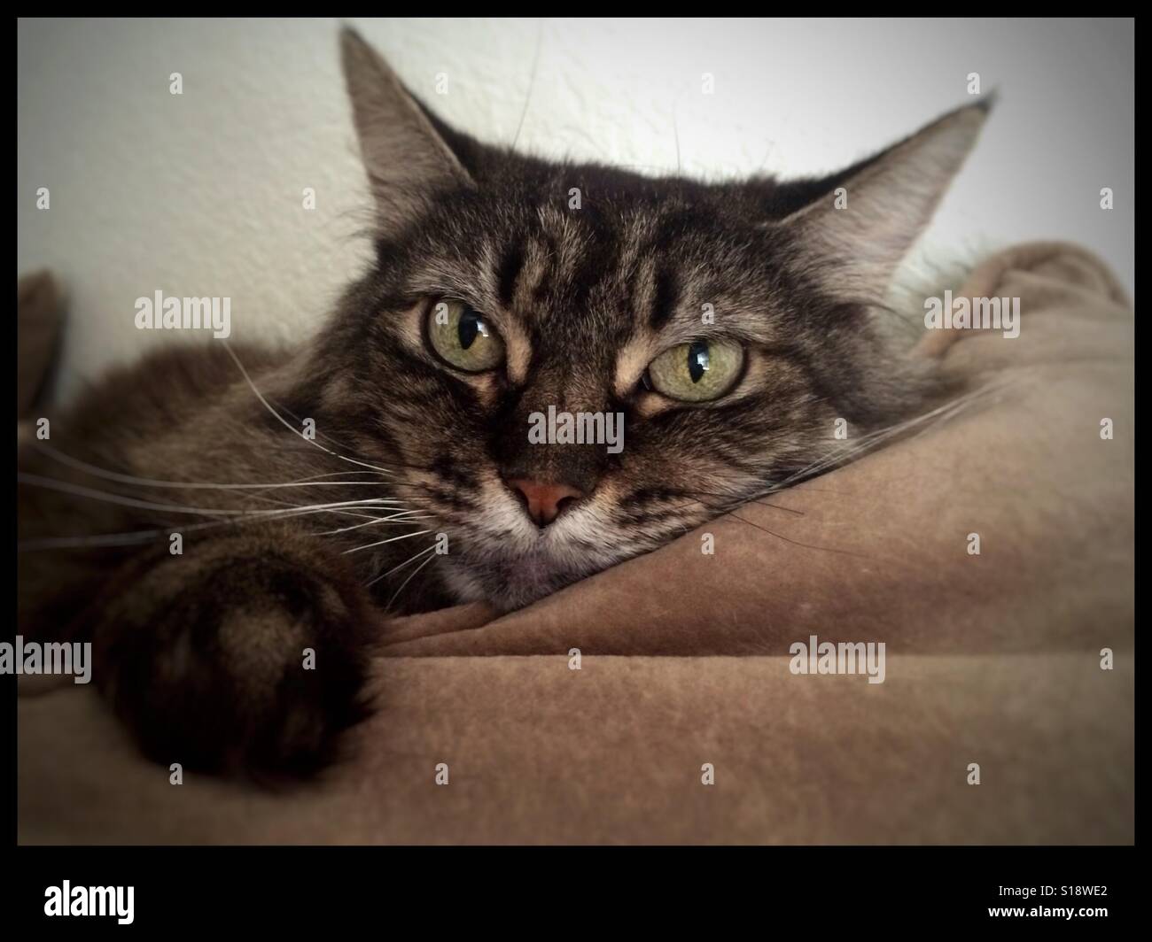 Cat in repose with green gold eyes laying on tan pillow - Smartphone Captured Stock Image