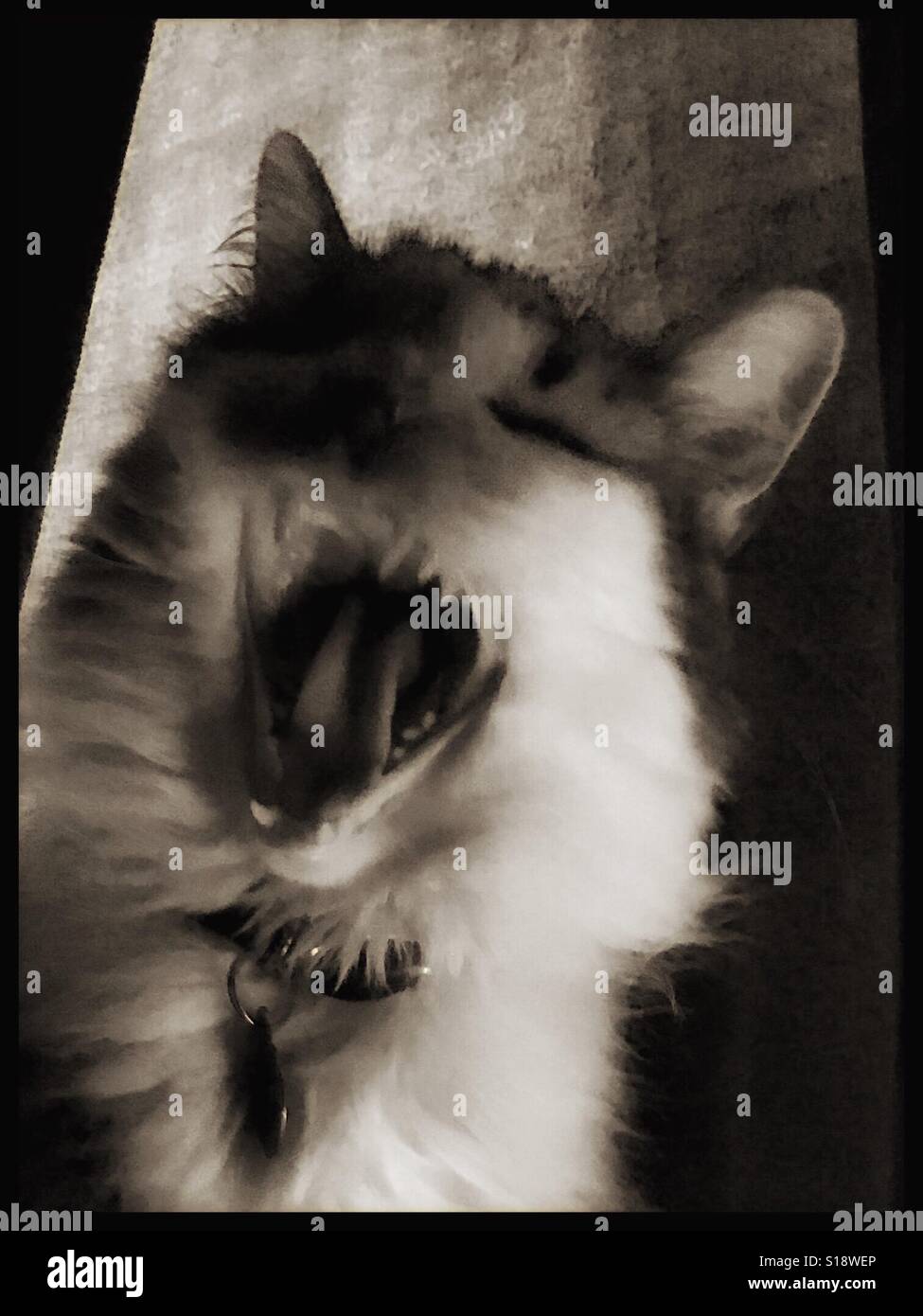 Cat talk - Smartphone Captured Stock Image