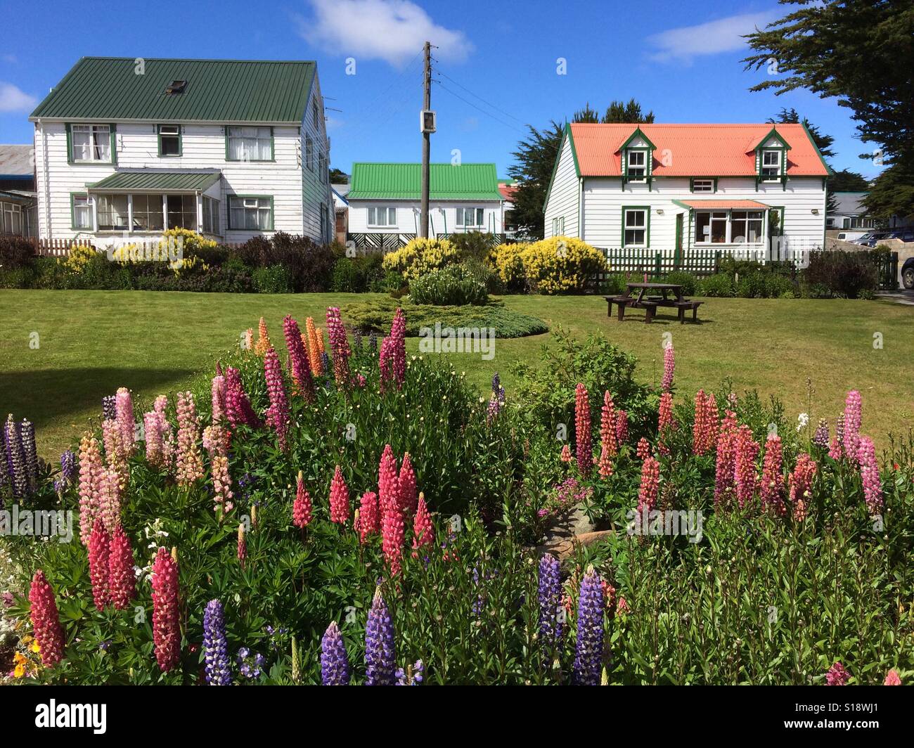 Lupine flowers and cottages, Stanley, Falkland Islands Stock Photo