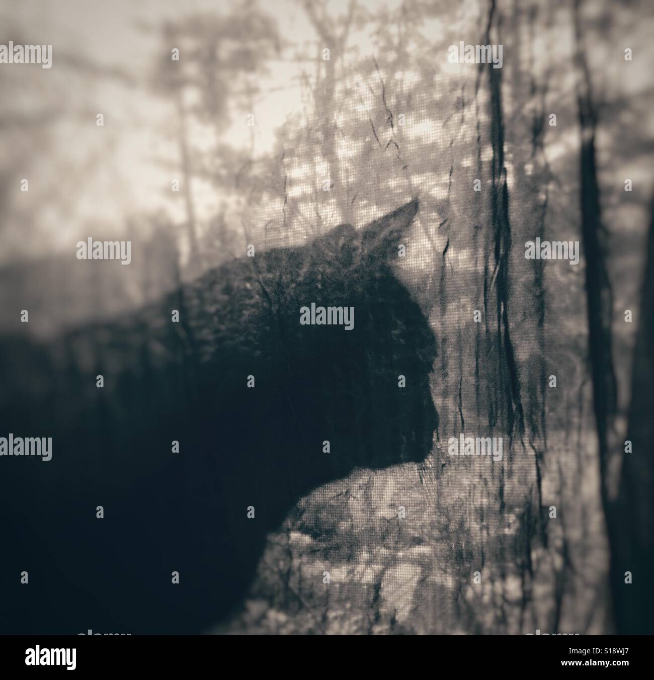 A black cat in a silhouette pose, in front of a sheer curtain quietly looking out window almost lost in thought with sun dappled background - Smartphone Captured Stock Image