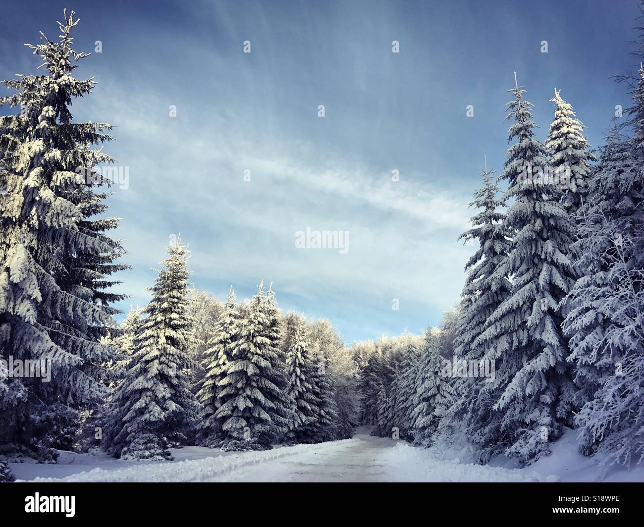 Snowy mountain road in winter. Winter landscape. Snow covered pines on the side of an snowy mountain road. Romania, Europe Stock Photo