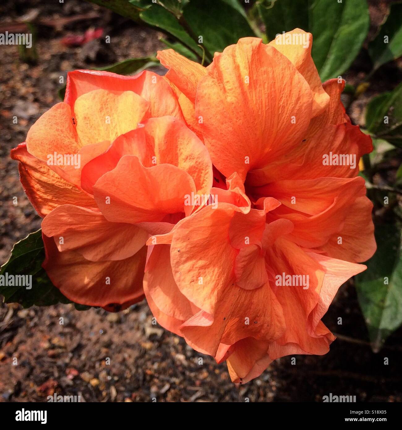 Tangerine orange double hibiscus flower in a Brazilian garden Stock