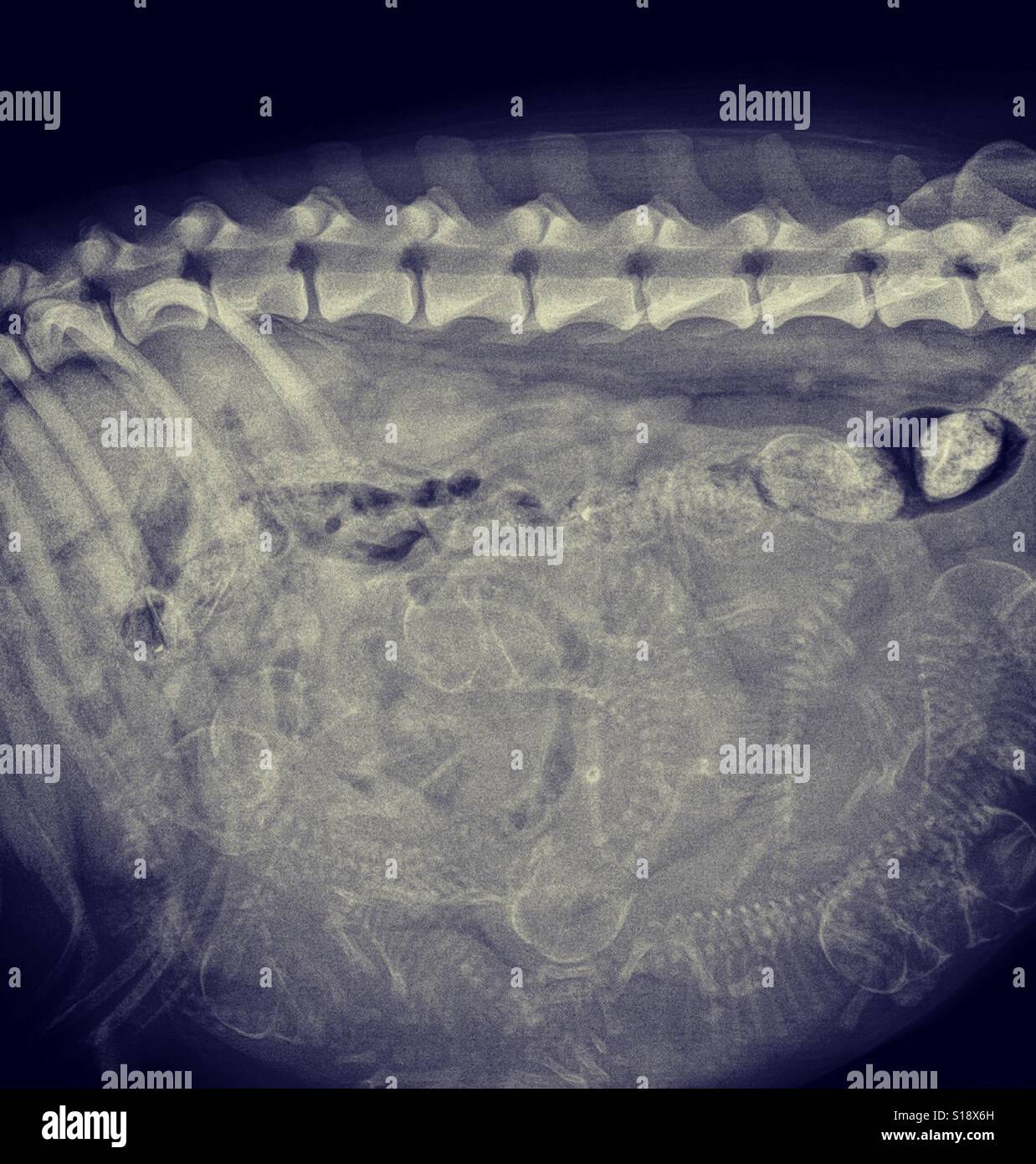 Pregnant Dog X Ray