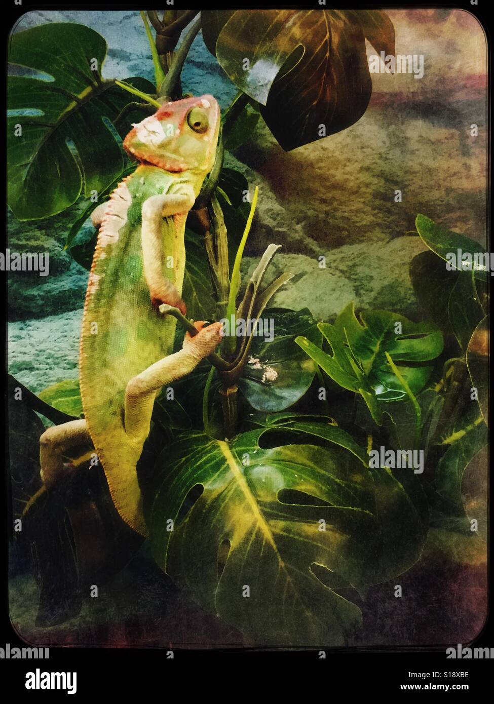 Chameleon climbing up leaves Stock Photo