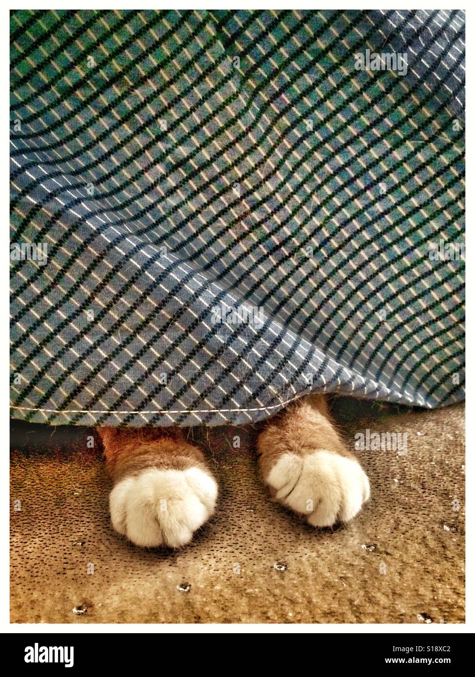 Cat paws poke out from under the bed Stock Photo