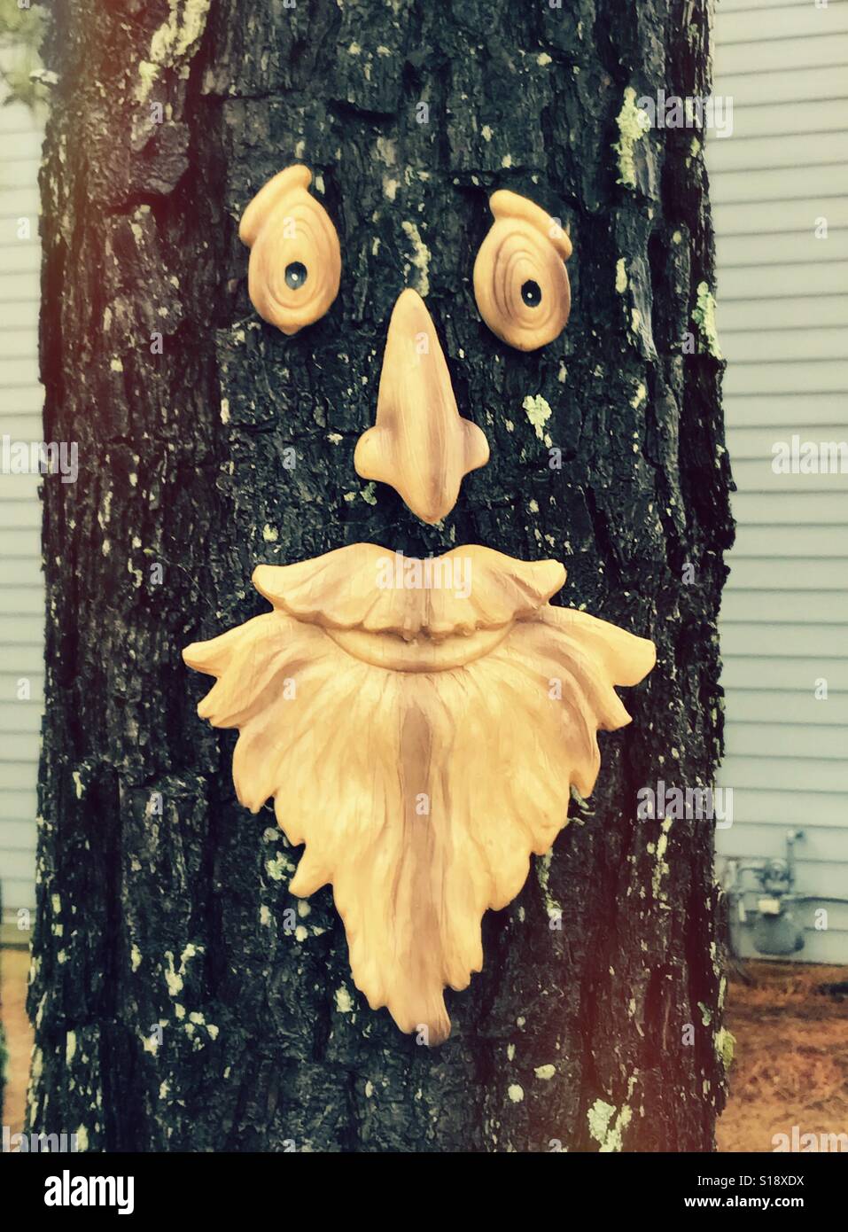 Tree man Stock Photo