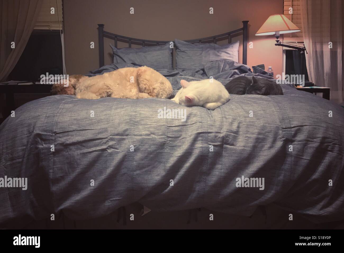 A dog and two cats take up the entire bed Stock Photo Alamy