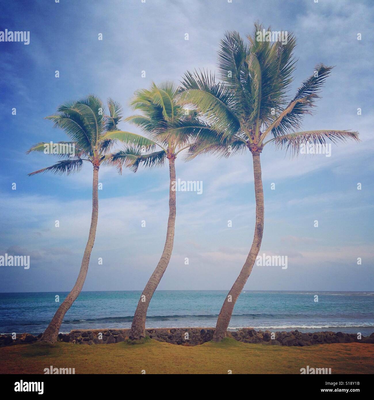 Three coconut trees by the beach in Hauula, Oahu, Hawaii, USA Stock
