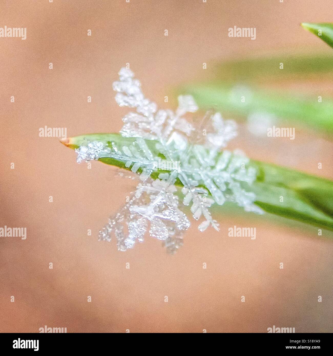 snow flake, Gyeongju, Korea Stock Photo
