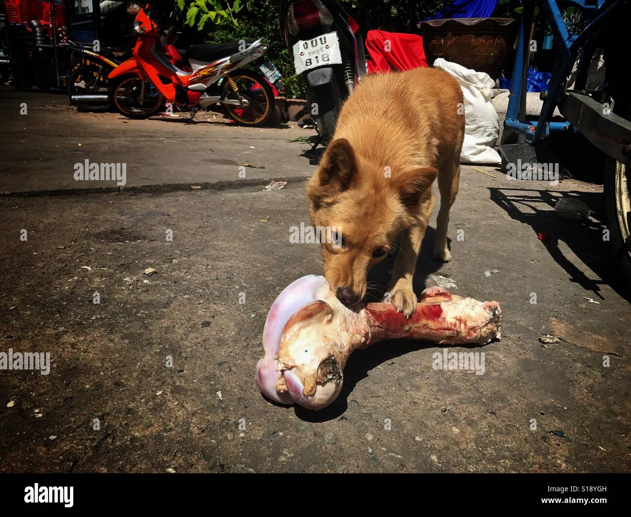 Dog chewing on a large bone - Smartphone Captured Stock Image