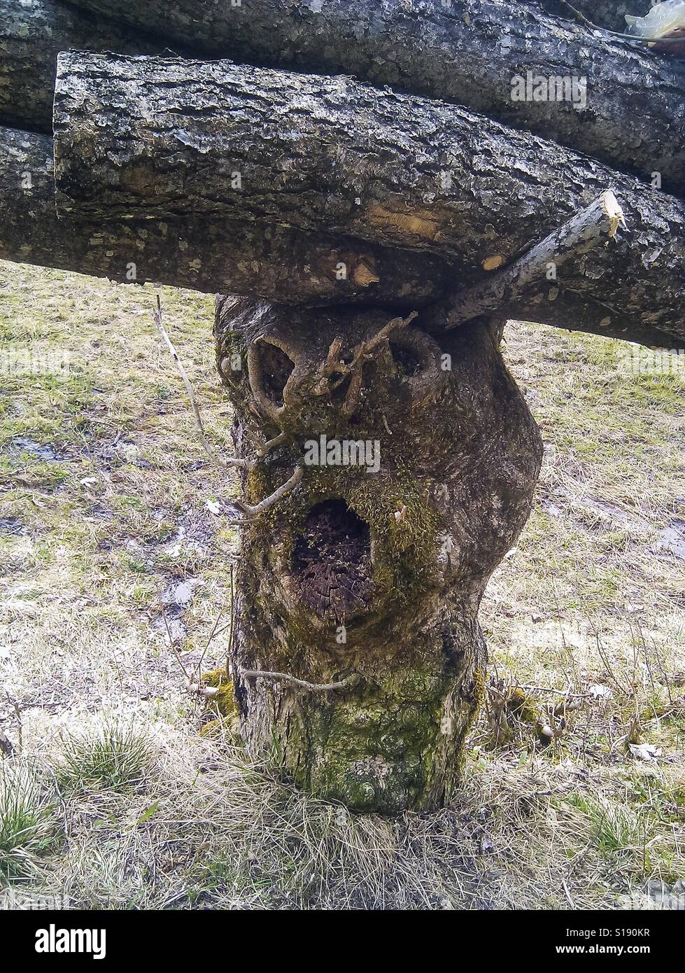 Weird tree stumb with human face. Stock Photo
