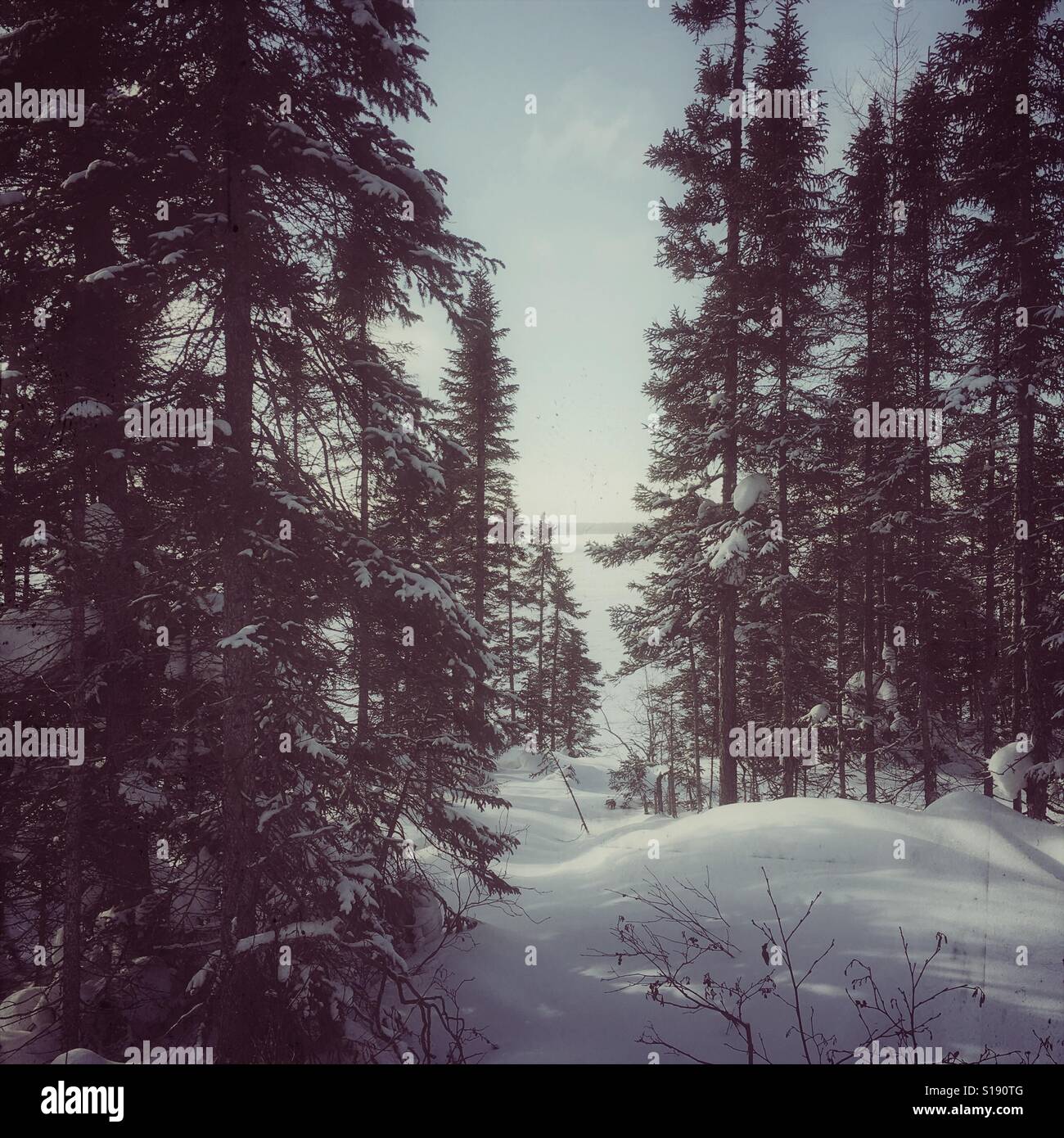 Winter scene - Smartphone Captured Stock Image