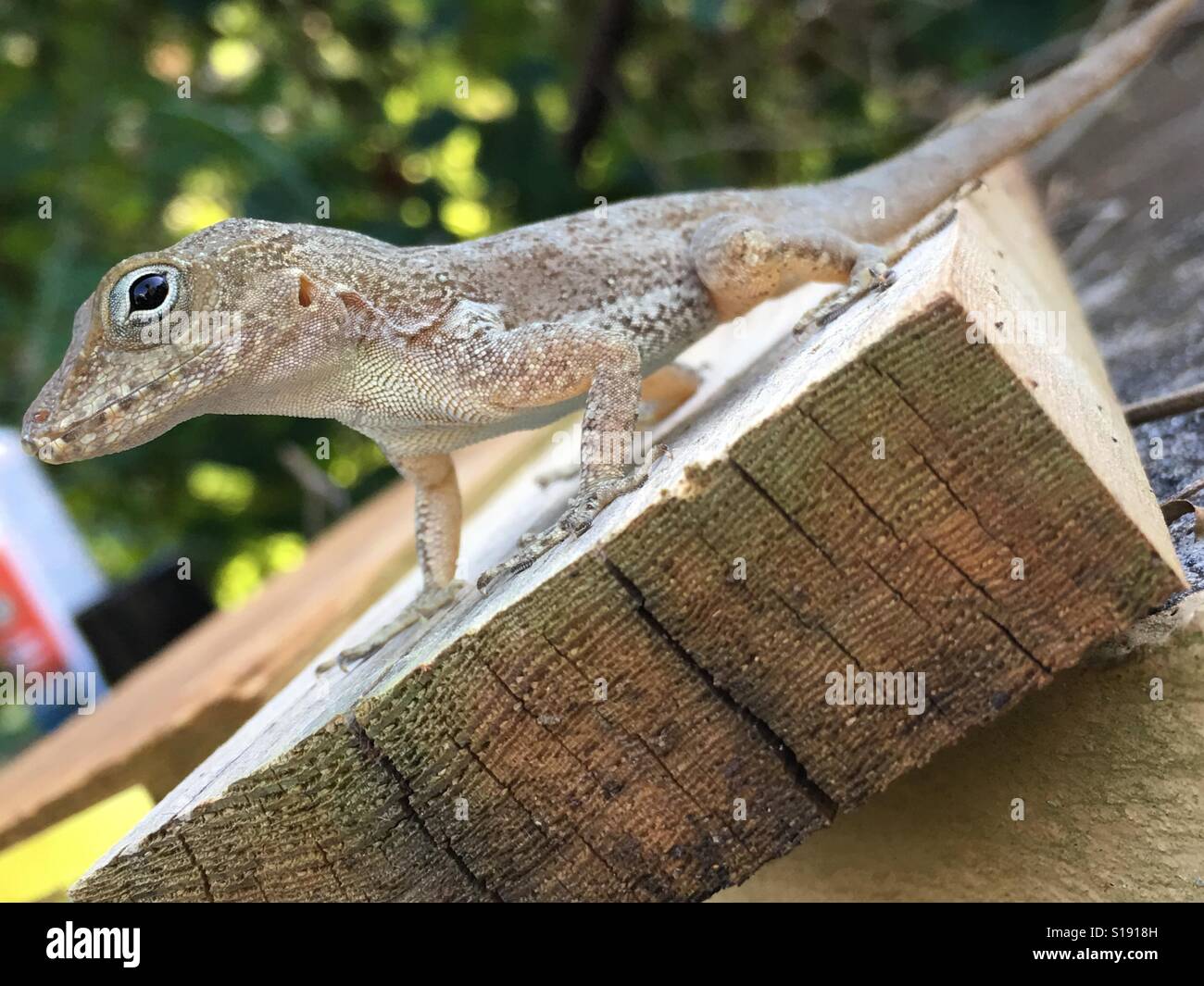Puerto Rican Lizard Stock Photo