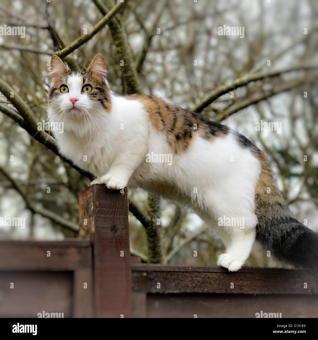 A cat climbing the fence Stock Photo