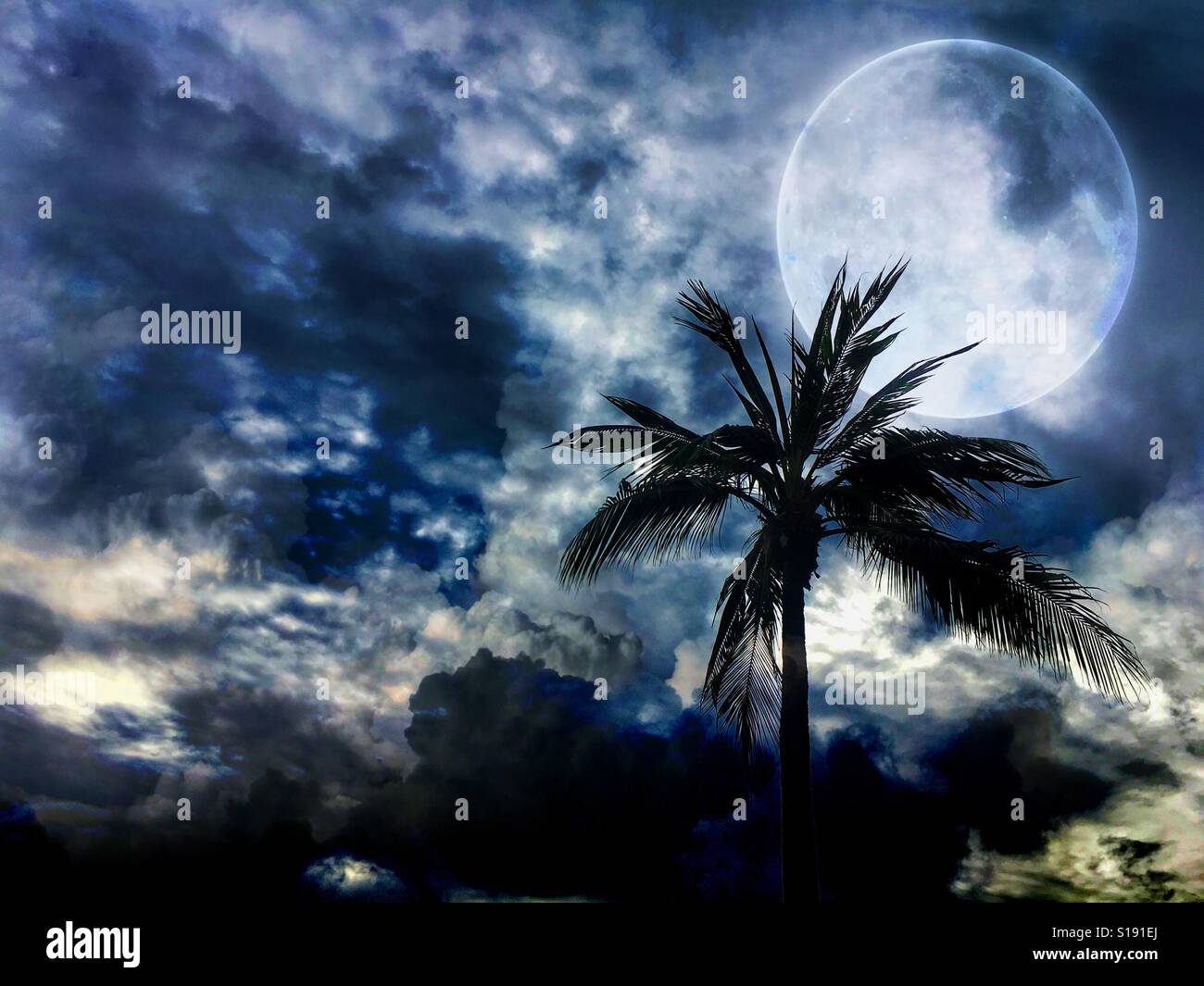 Palm tree under the full moon. (Image is digitally altered) - Smartphone Captured Stock Image
