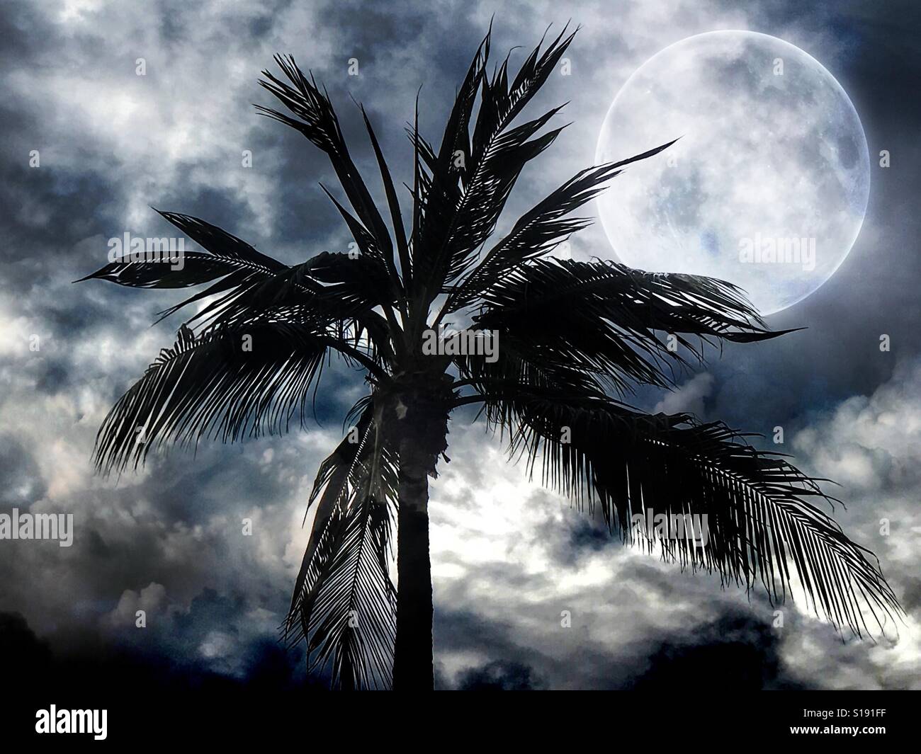 Palm tree under the full moon. (Image is digitally altered). - Smartphone Captured Stock Image