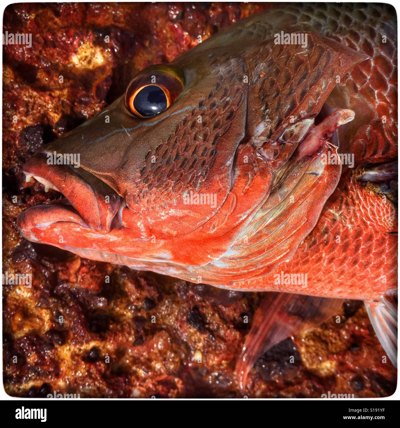 Lutjanus argentimaculatus also known as Mangrove red snapper or Mangrove Jack. - Smartphone Captured Stock Image