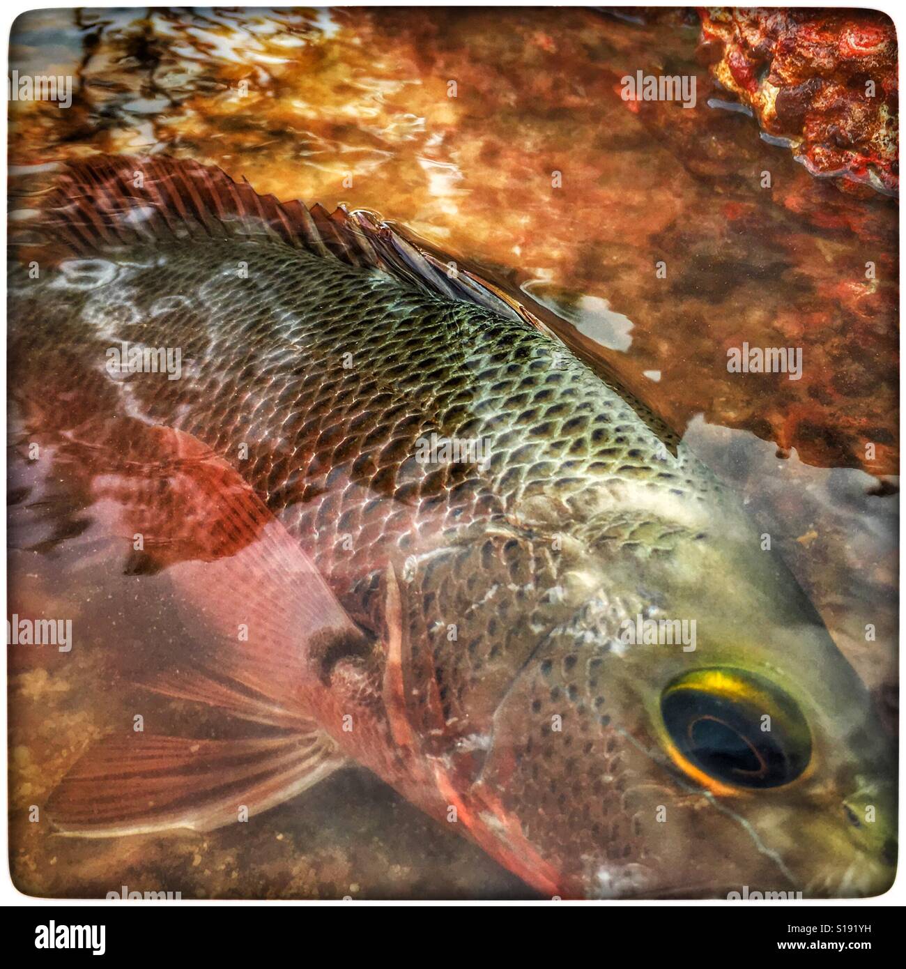 Lutjanus argentimaculatus also known as Mangrove Jack or Mangrove red snapper. - Smartphone Captured Stock Image