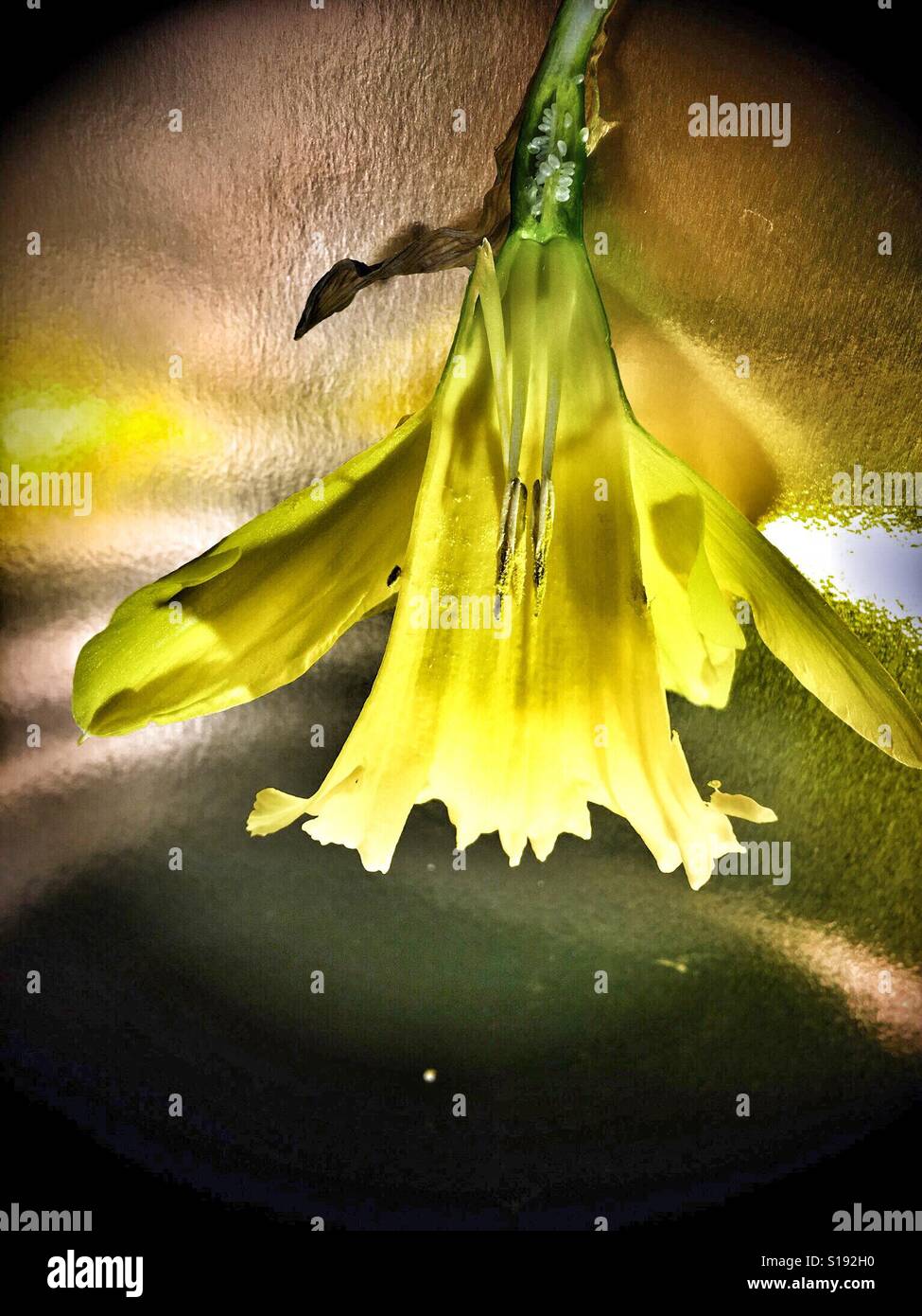 Daffodil flower split open to reveal seeds and stamens Stock Photo
