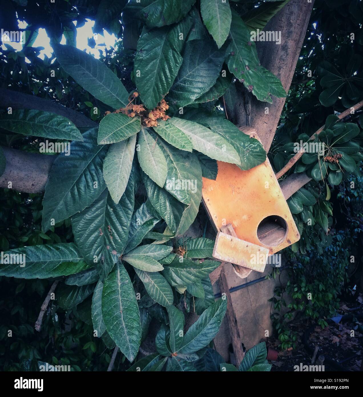 Bird nest on a loquat tree Stock Photo