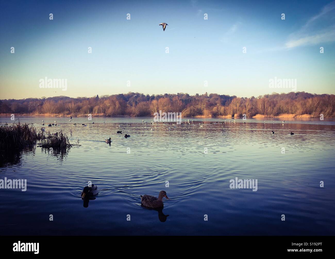 Ducks swimming on the water at Whitlingham in Norwich, Norfolk - Smartphone Captured Stock Image