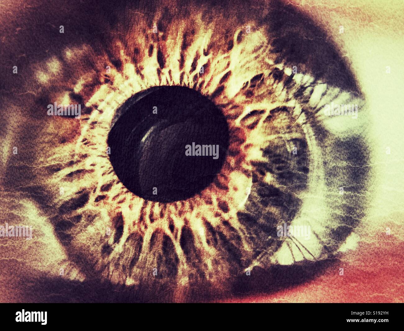 Human eye. Macro - Smartphone Captured Stock Image
