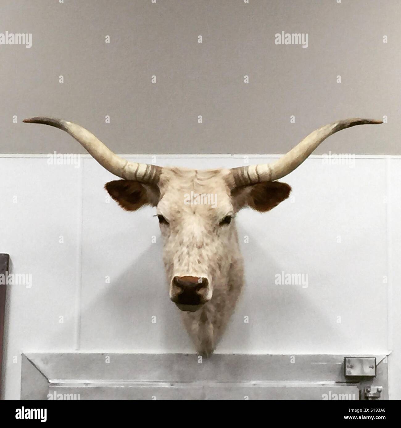 Steer head hi-res stock photography and images - Alamy